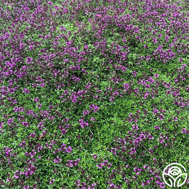 Red Creeping Thyme