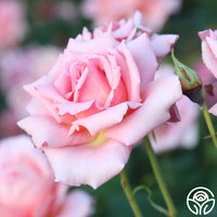 Tiffany Rose - Hybrid Tea - Very Fragrant – Heirloom Roses
