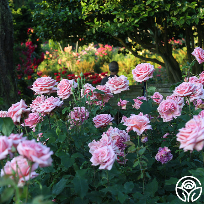 Timaflor Roses Tiffany Rose - Hybrid Tea - Very Fragrant – Heirloom Roses