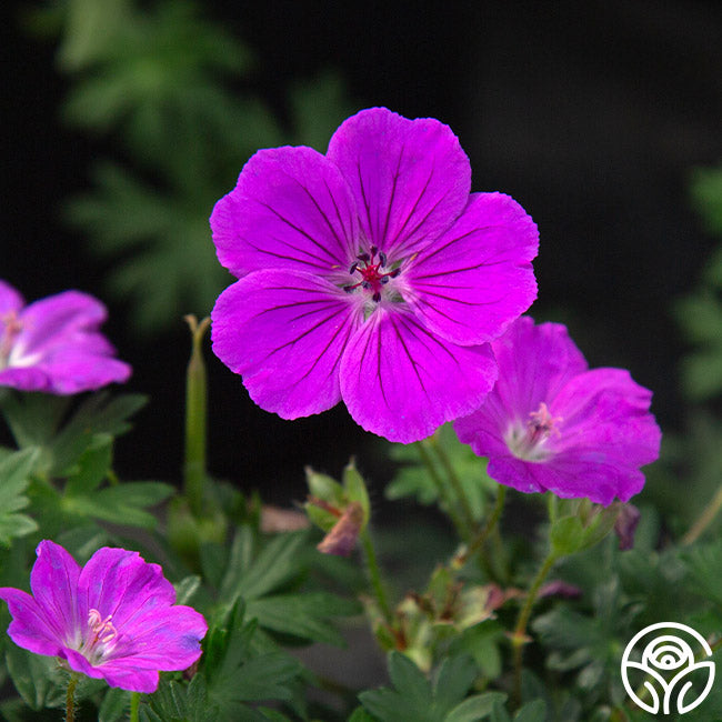 Tiny Monster – Heirloom Roses