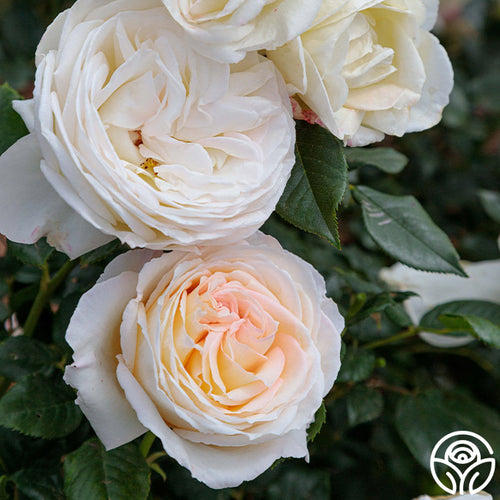 Creamy white roses with soft peach centers blooming on a rose bush