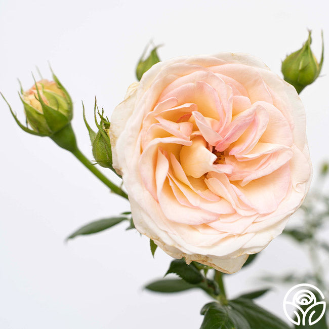 Top Cream™ | White Hybrid Tea Rose Bush – Heirloom