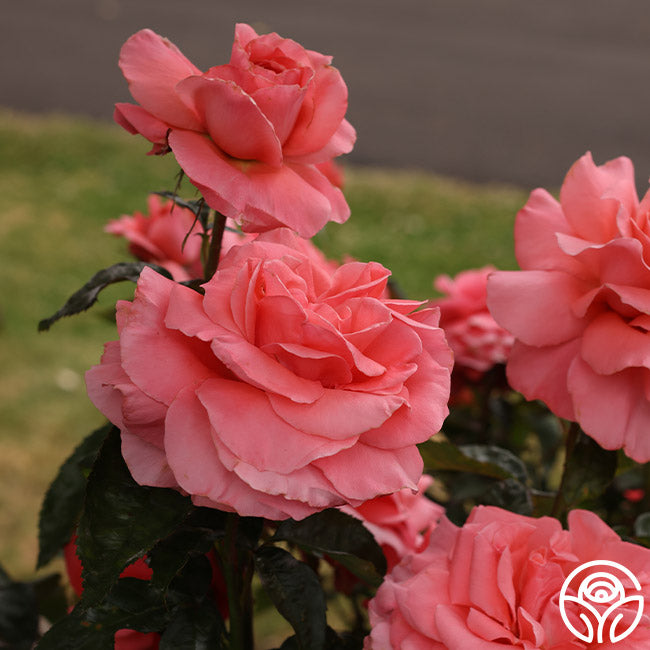 Touch of Class Rose - Hybrid Tea - Very Fragrant – Heirloom Roses