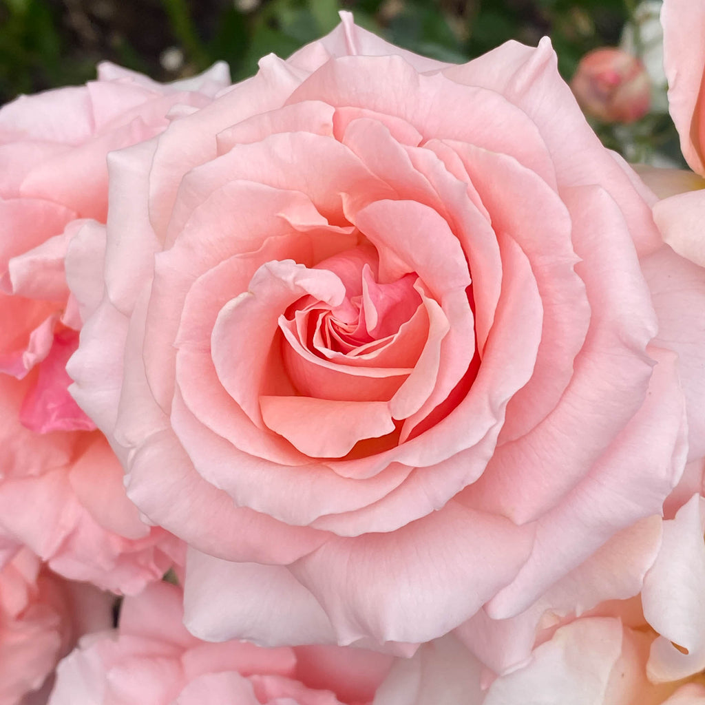 Tournament of Roses