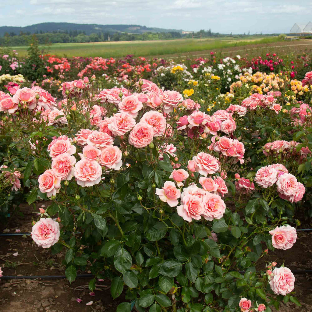 Tournament of Roses
