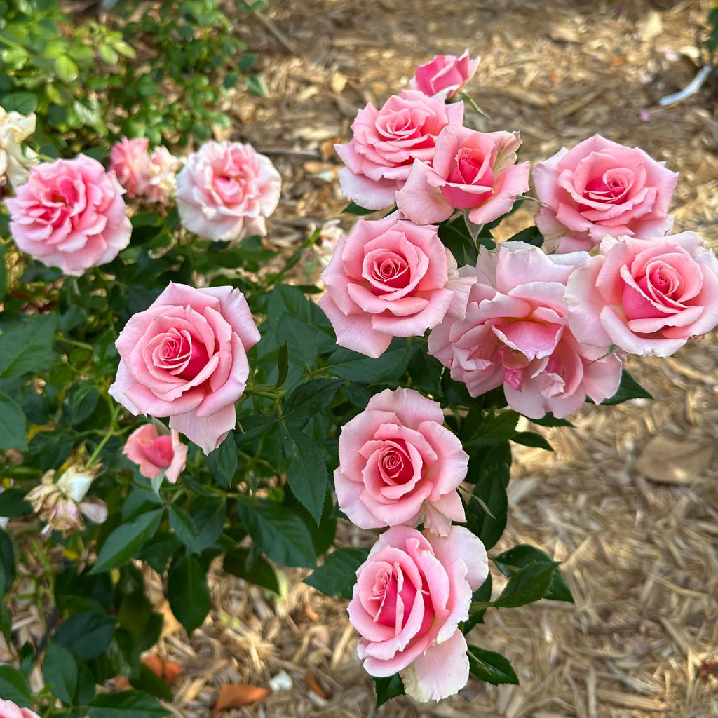 Tournament of Roses
