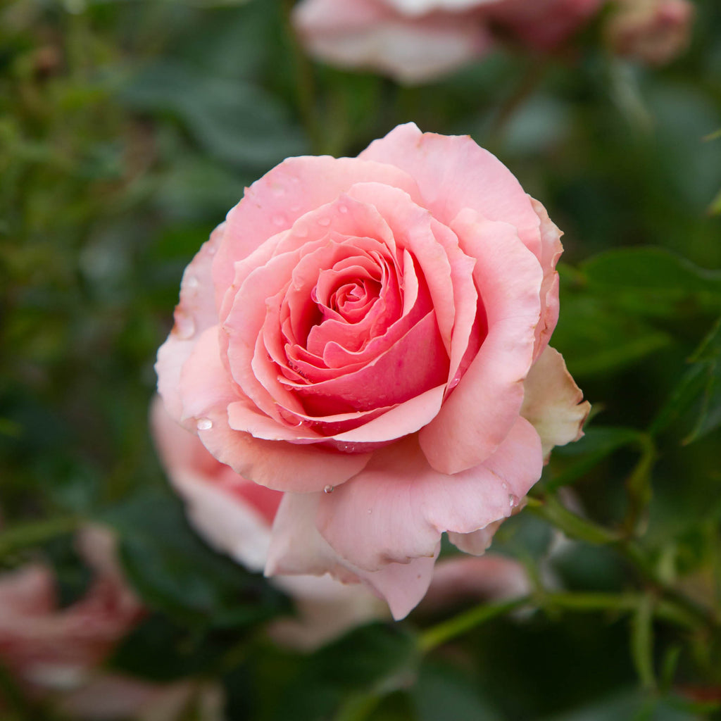 Tournament of Roses