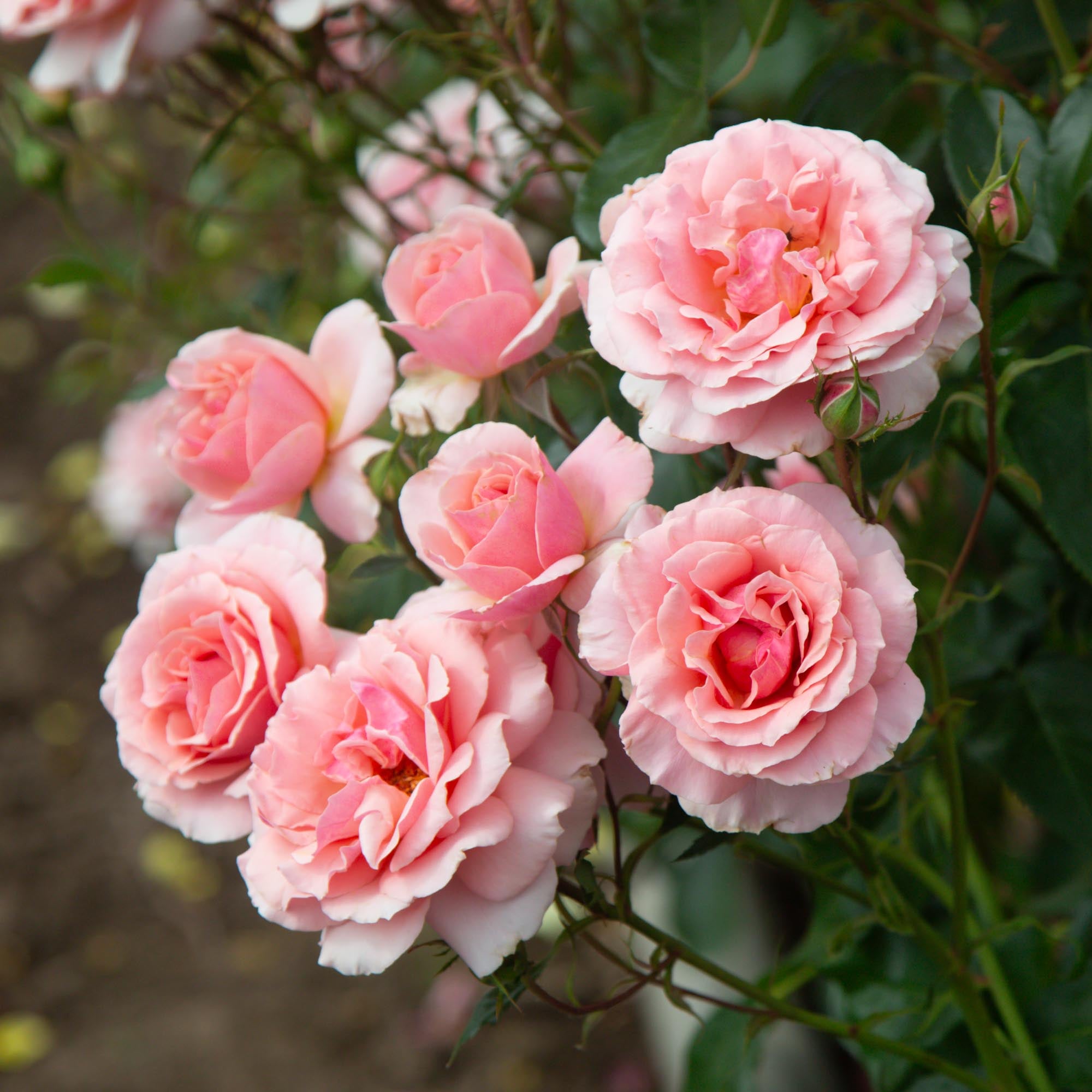 Tournament of Roses Grandiflora Rose | Pink Rose Plant – Heirloom
