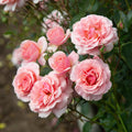 Tournament of Roses