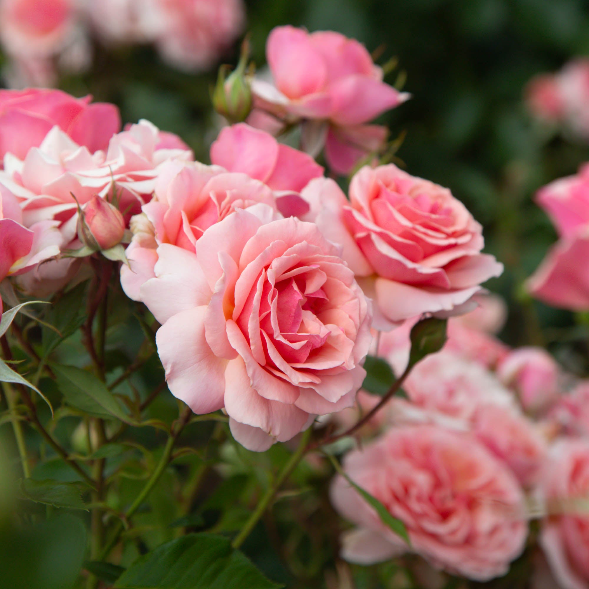 Tournament of Roses