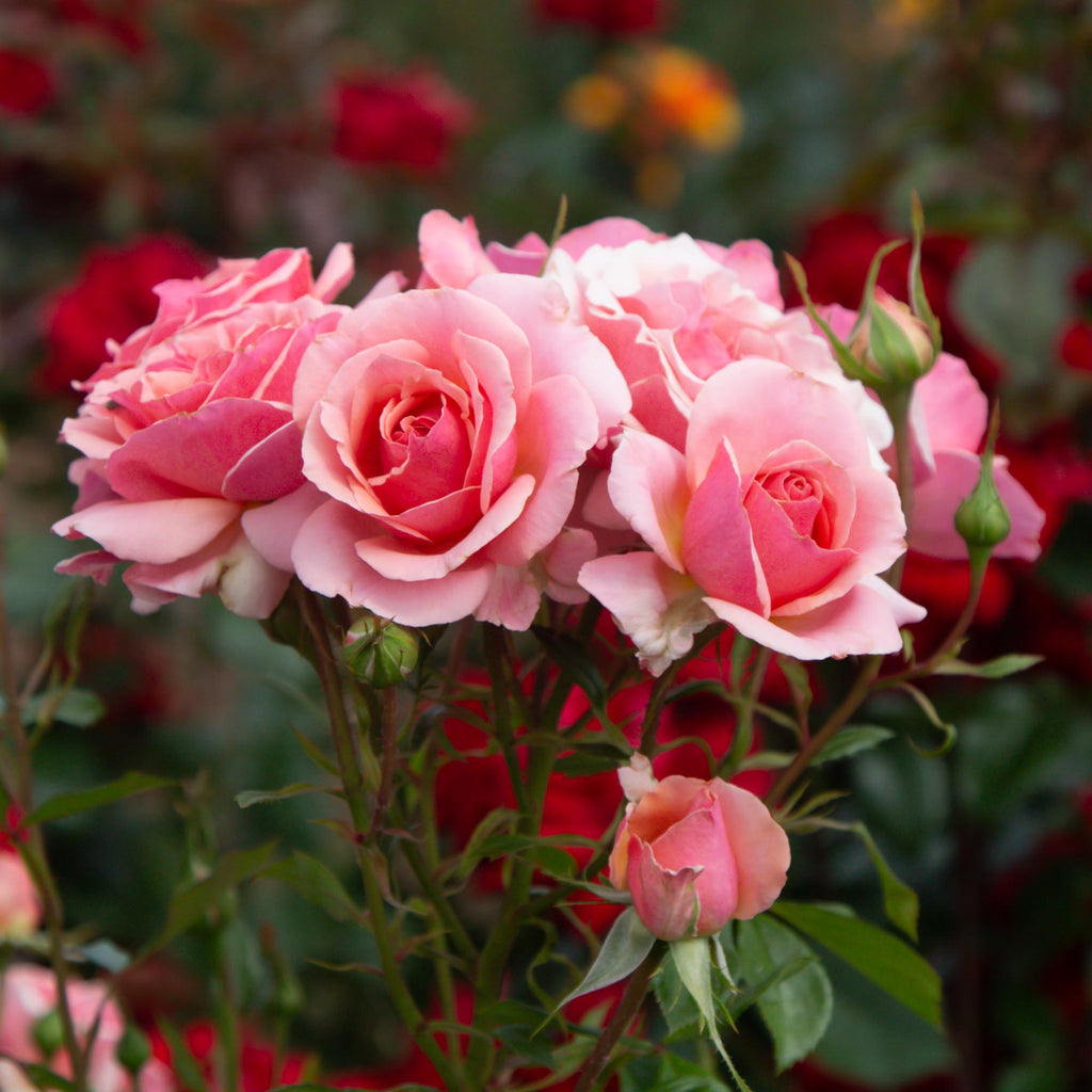 Tournament of Roses