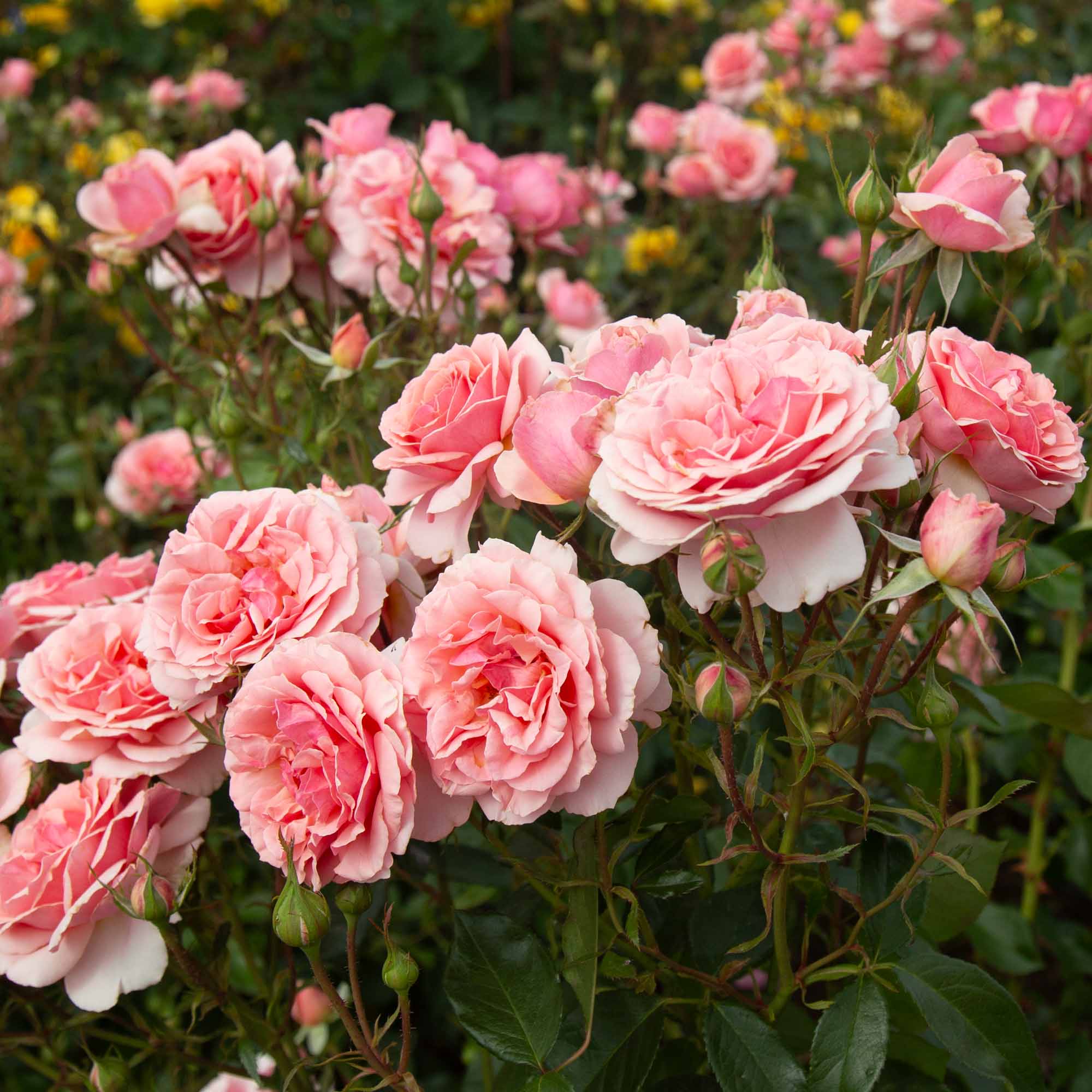 Tournament of Roses