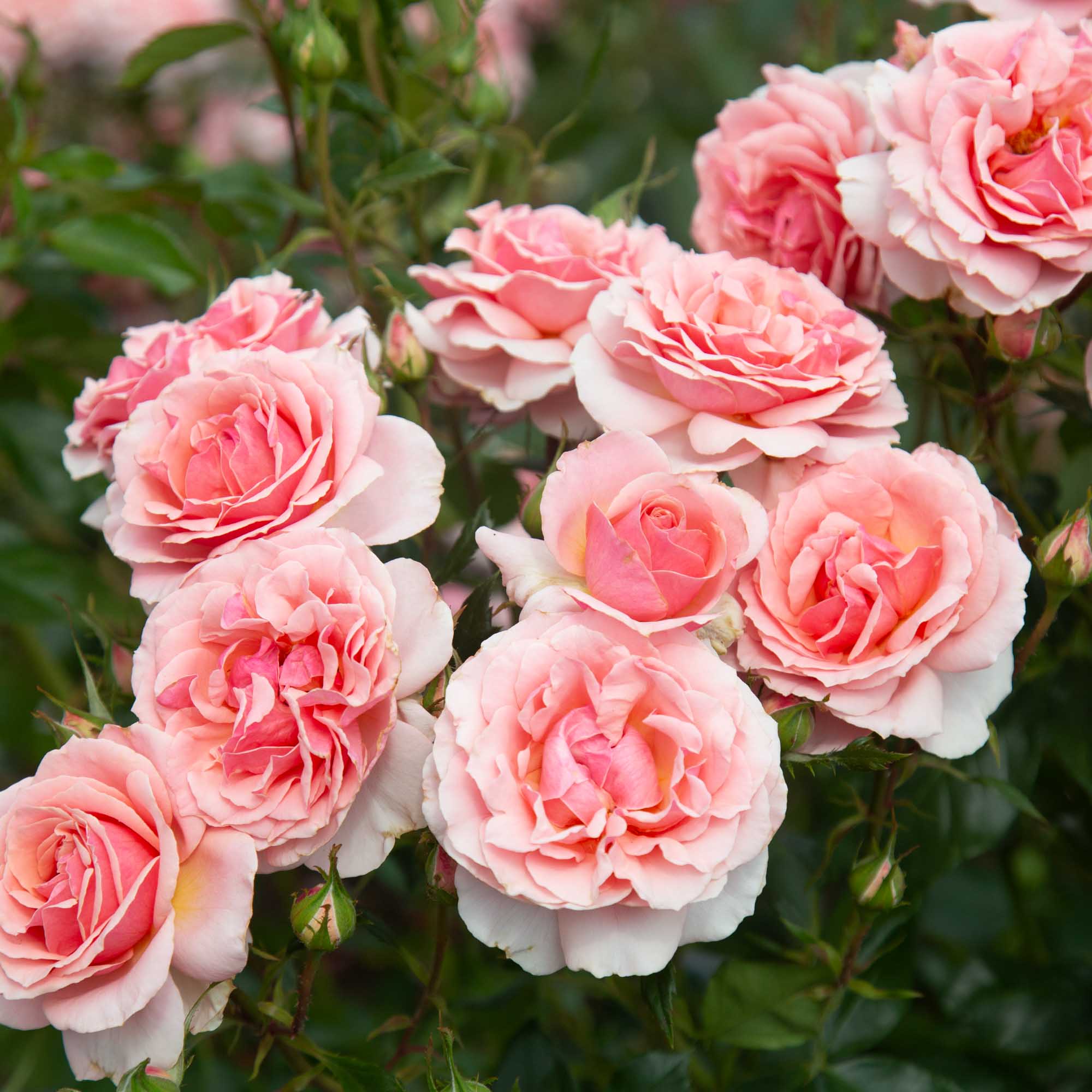 Tournament of Roses