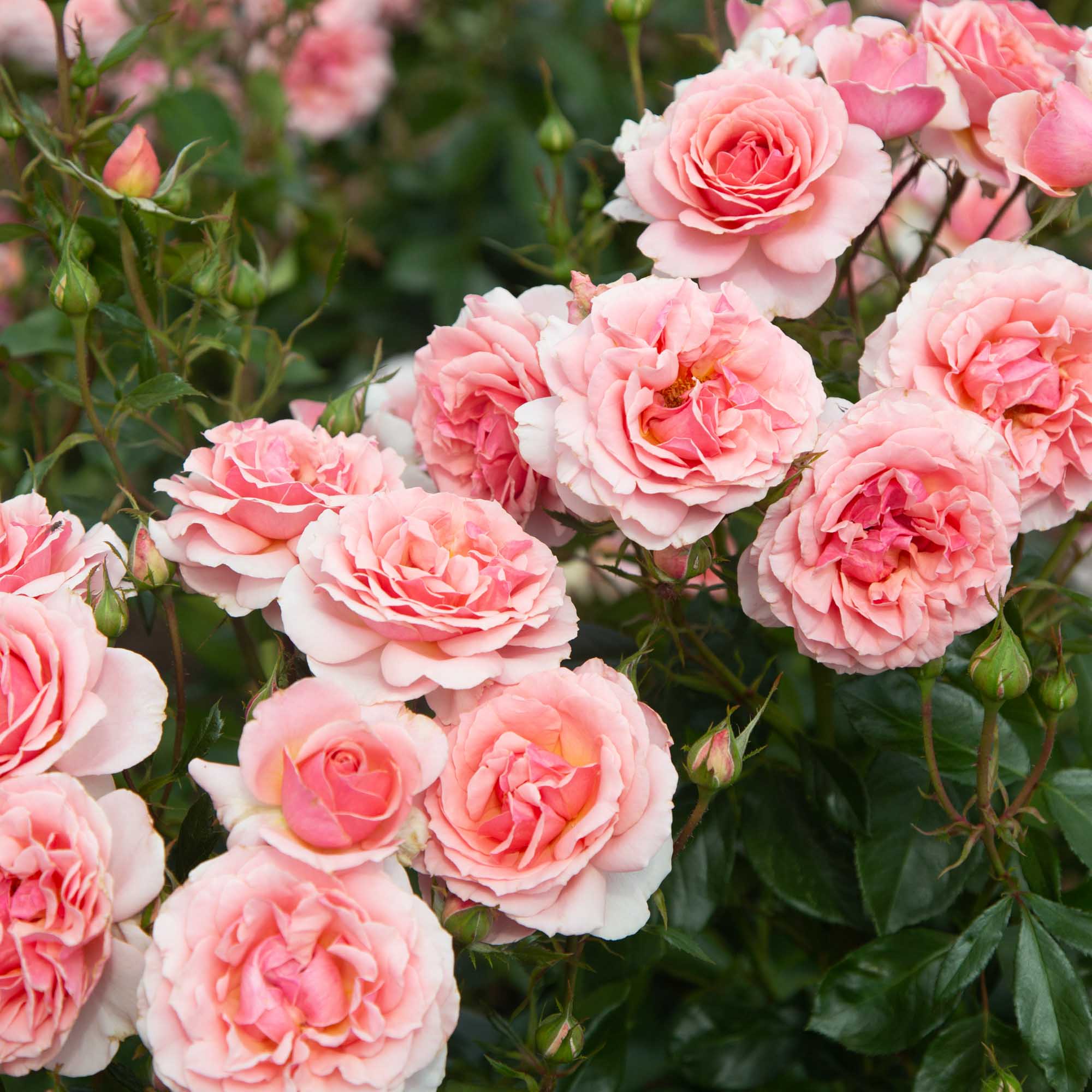 Tournament of Roses