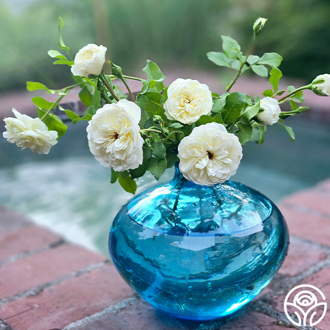 Tranquillity English Shrub Rose | White David Austin Rose – Heirloom