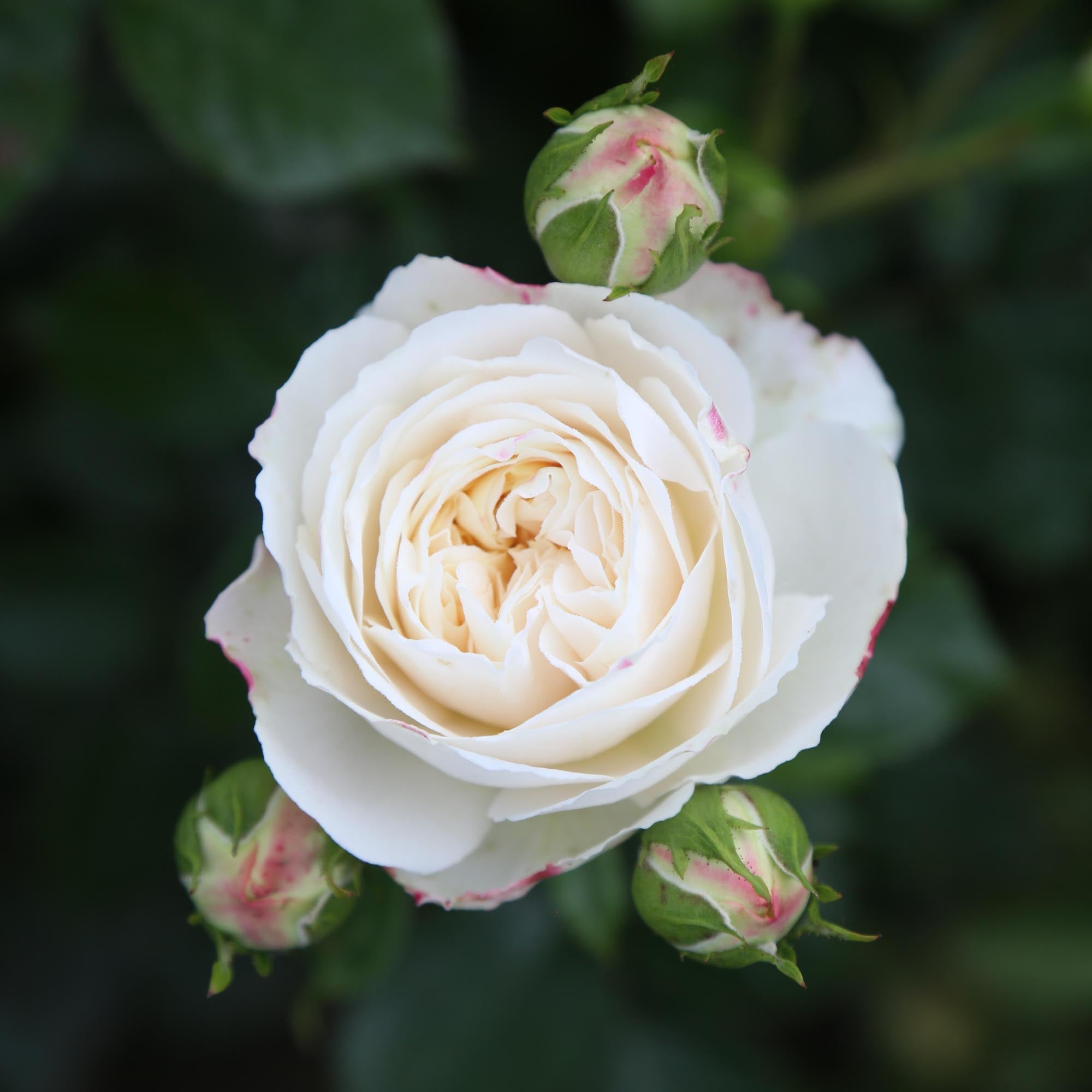 Tranquillity English Shrub Rose | White David Austin Rose – Heirloom