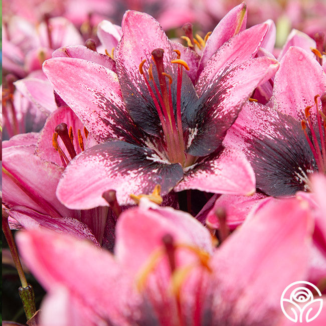 Lily – Heirloom