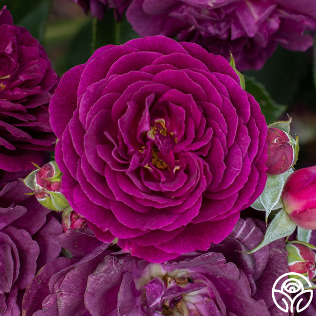 Grandiflora Rose - Twilight Zone (5th year - 2nd flush) 