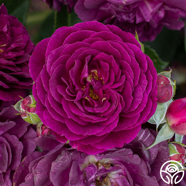Ebb And Flow Roses Ebb Tide Rose - Floribunda - Exceptionally Fragrant – Heirloom Roses