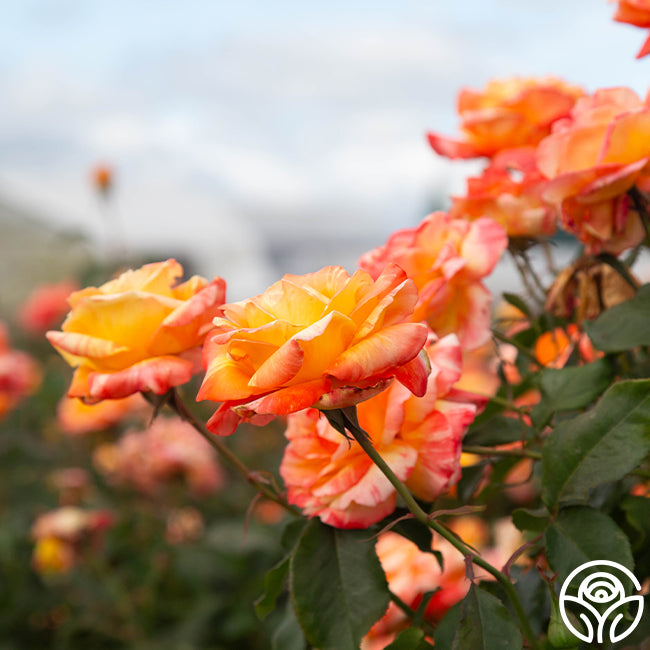 Tropical Sunset Rose - Hybrid Tea - Lightly Fragrant – Heirloom Roses