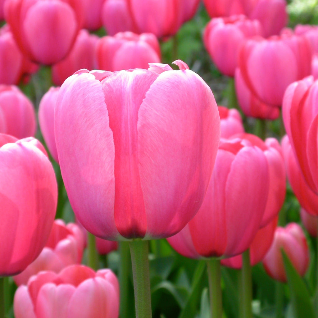 Pink Impression®
