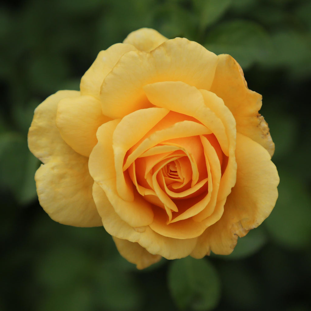 Sunbelt® Tupelo Honey™