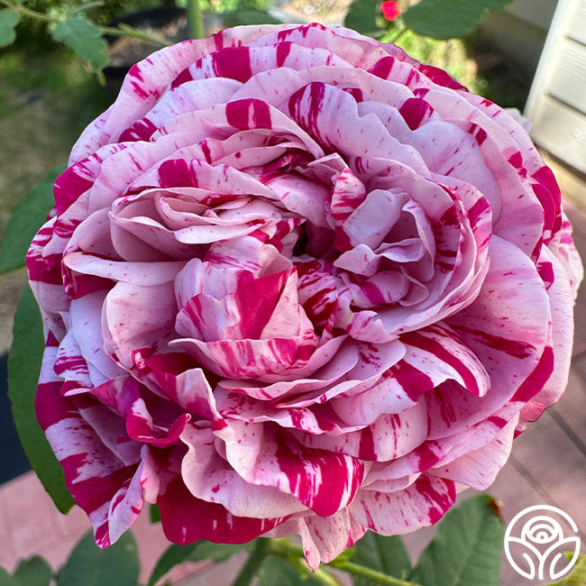 Variegata di Bologna Bourbons Rose | Purple Rose Plant – Heirloom