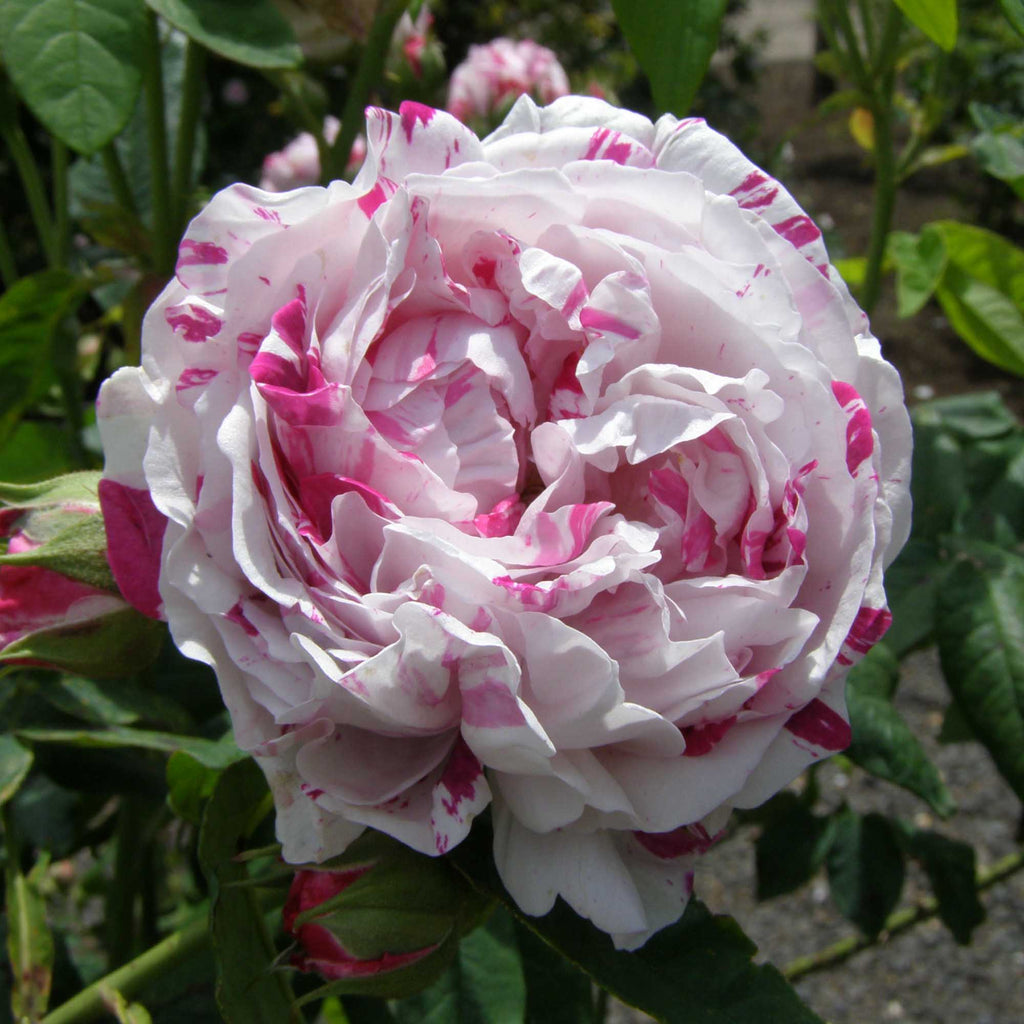 Variegata di Bologna