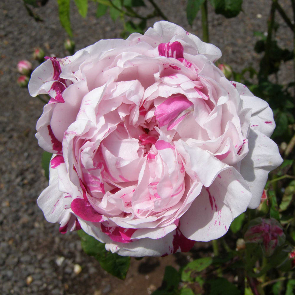 Variegata di Bologna