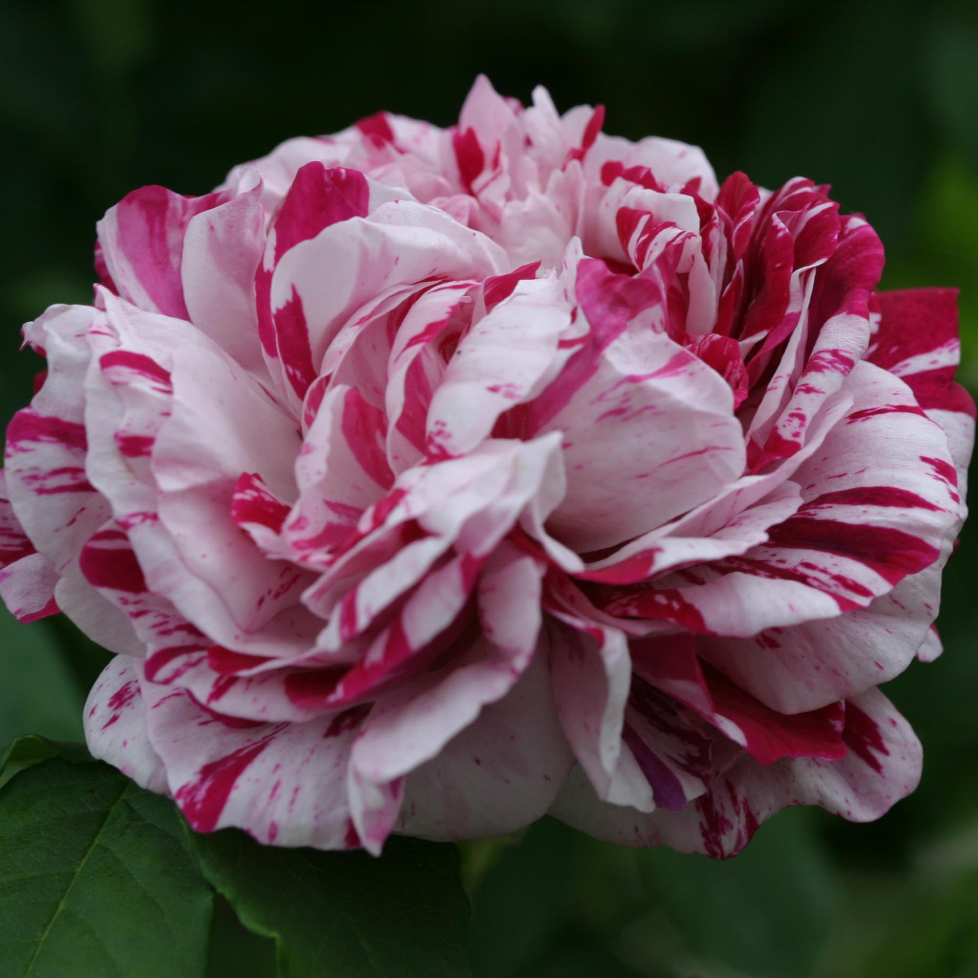 Variegata di Bologna