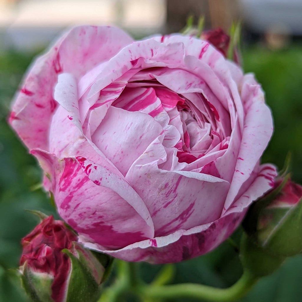 Variegata di Bologna