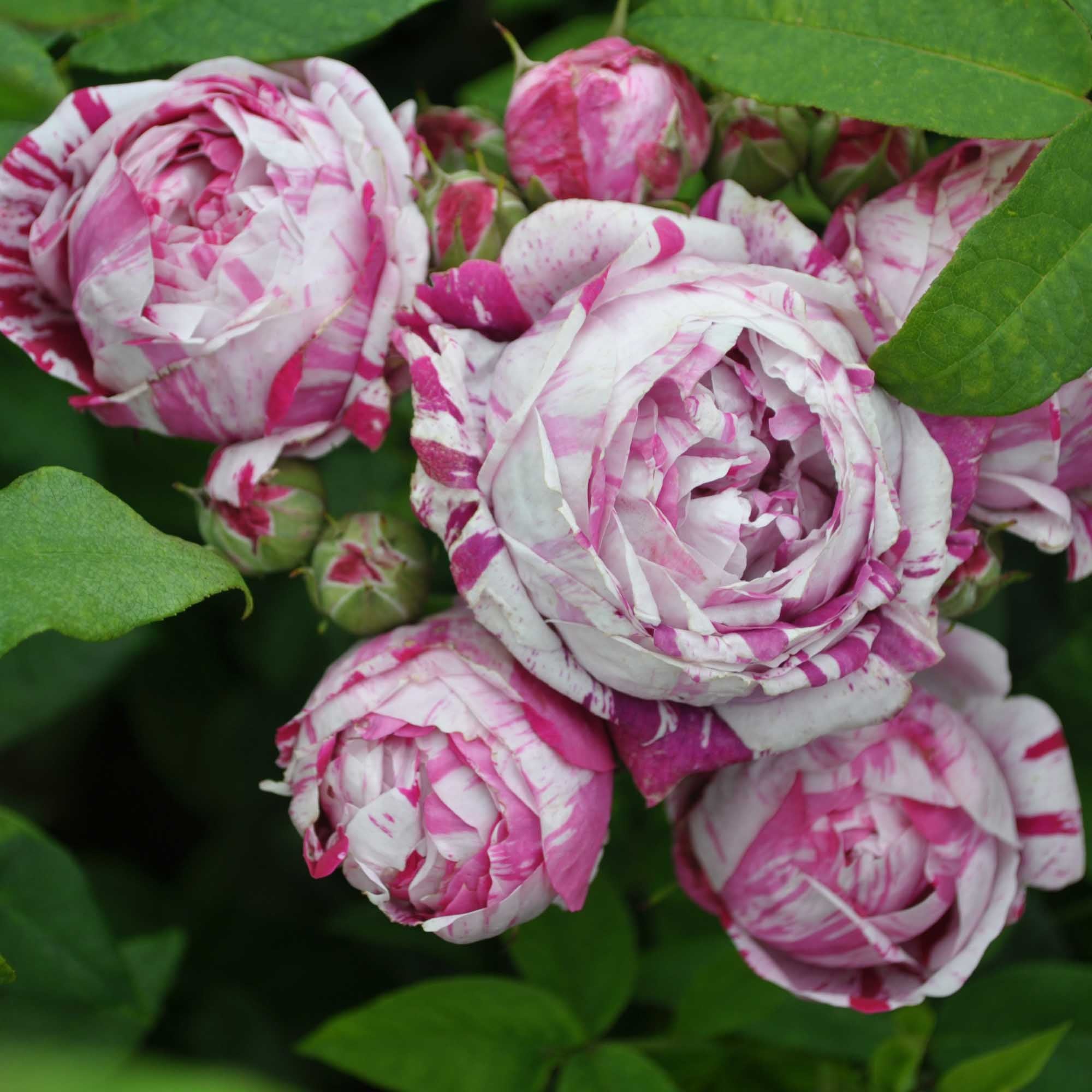 Variegata di Bologna