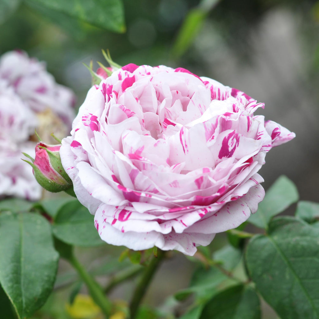 Variegata di Bologna