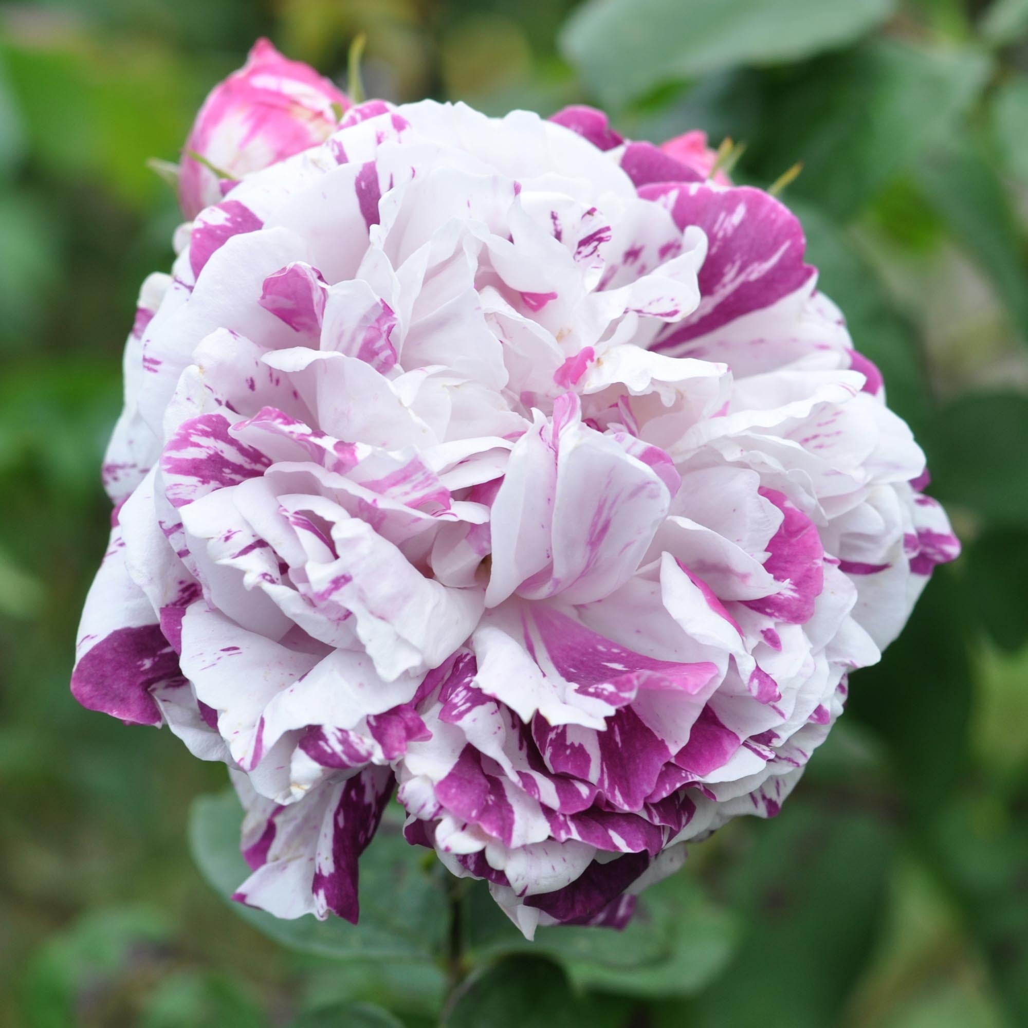 Variegata di Bologna