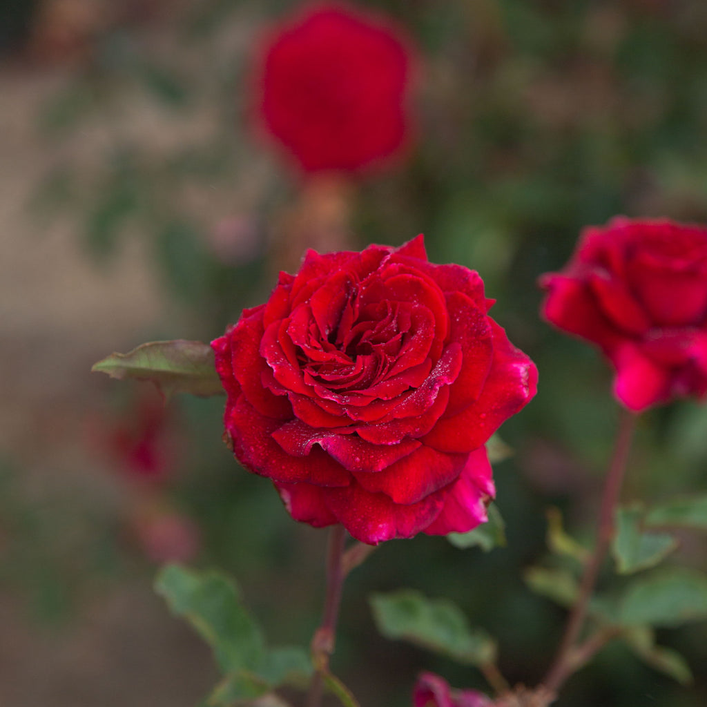 Velvet Fragrance