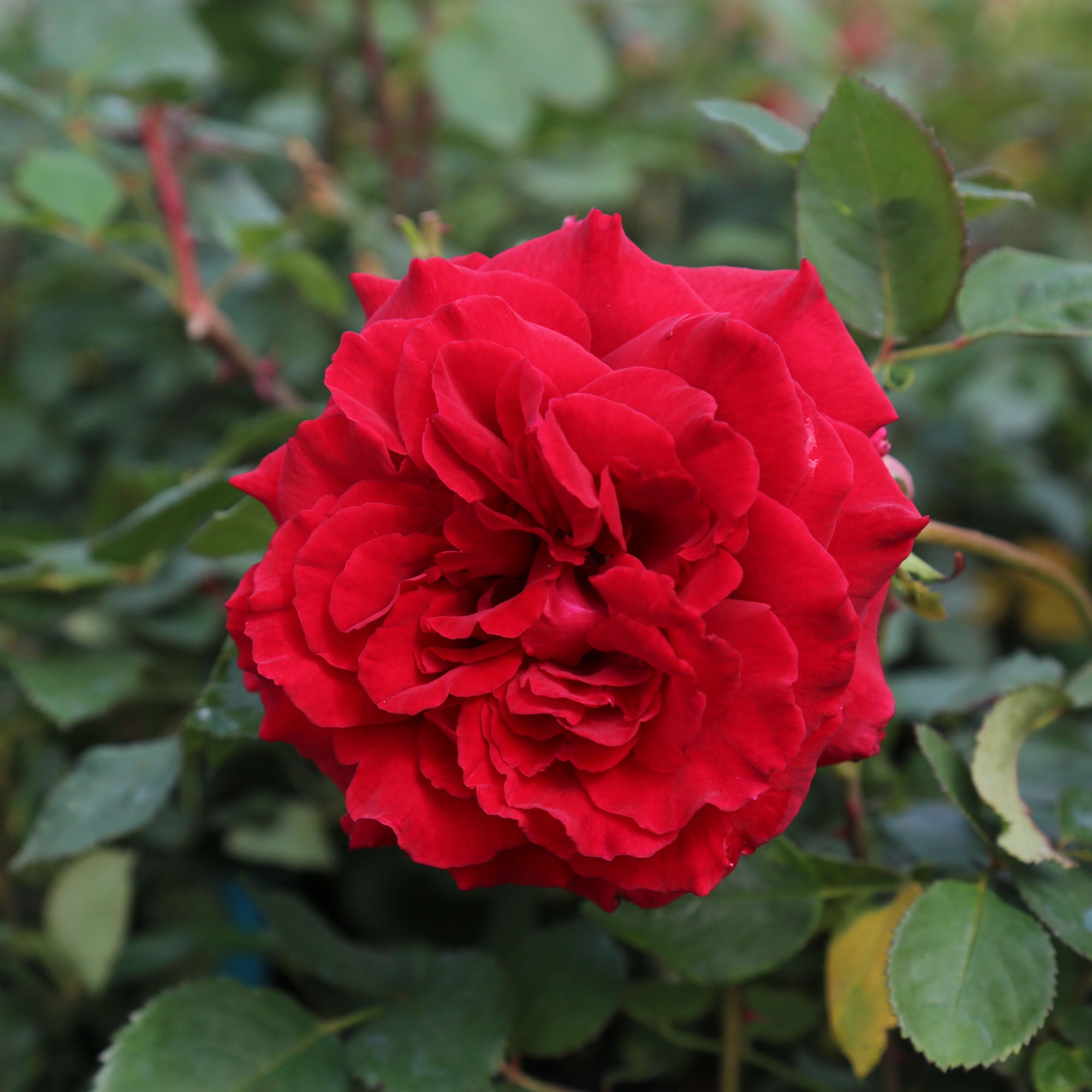 Velvet Fragrance