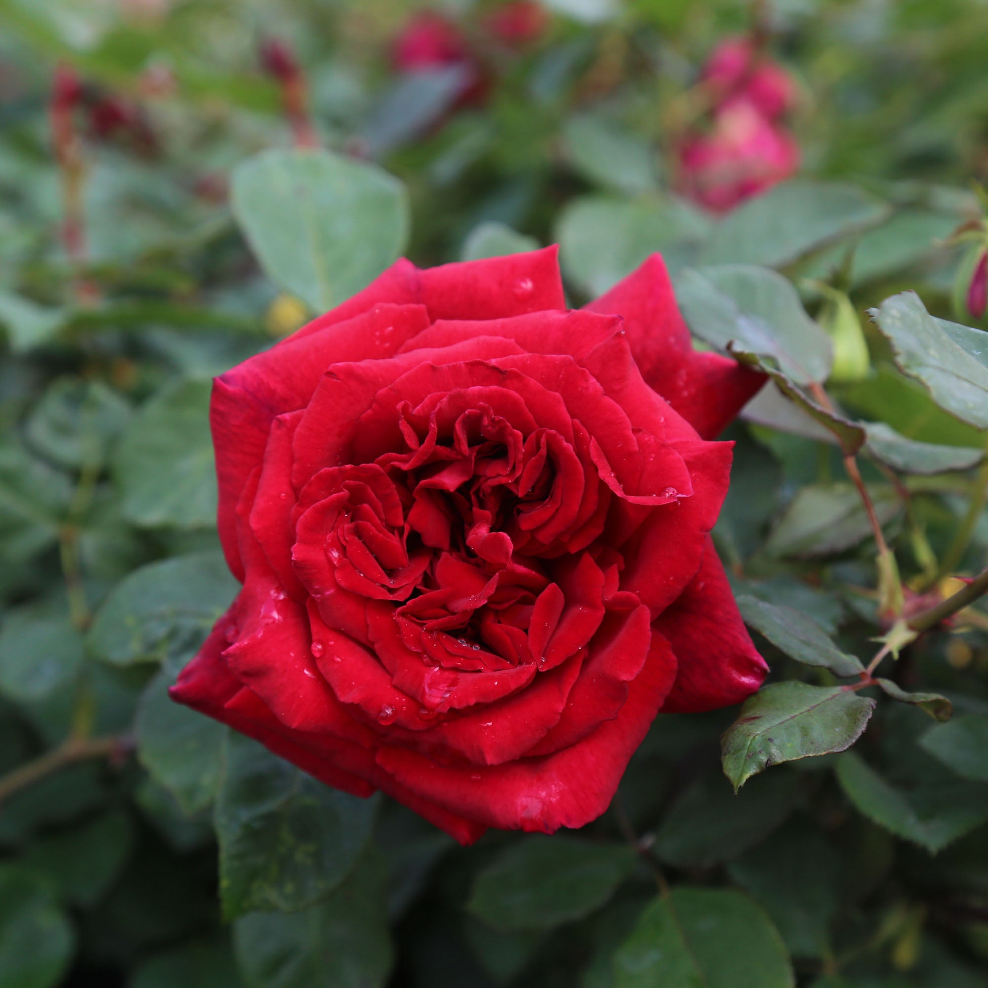 Velvet Fragrance