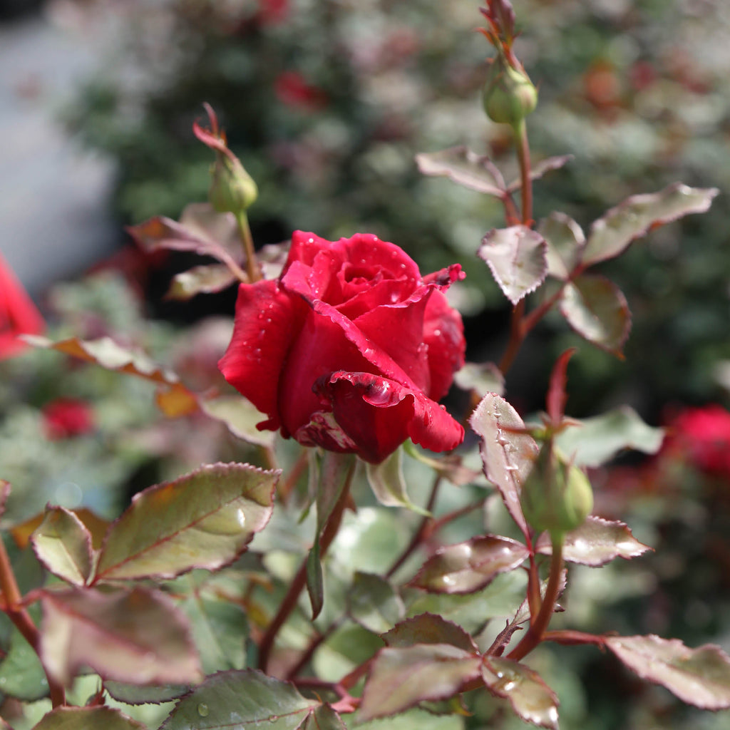 Velvet Fragrance
