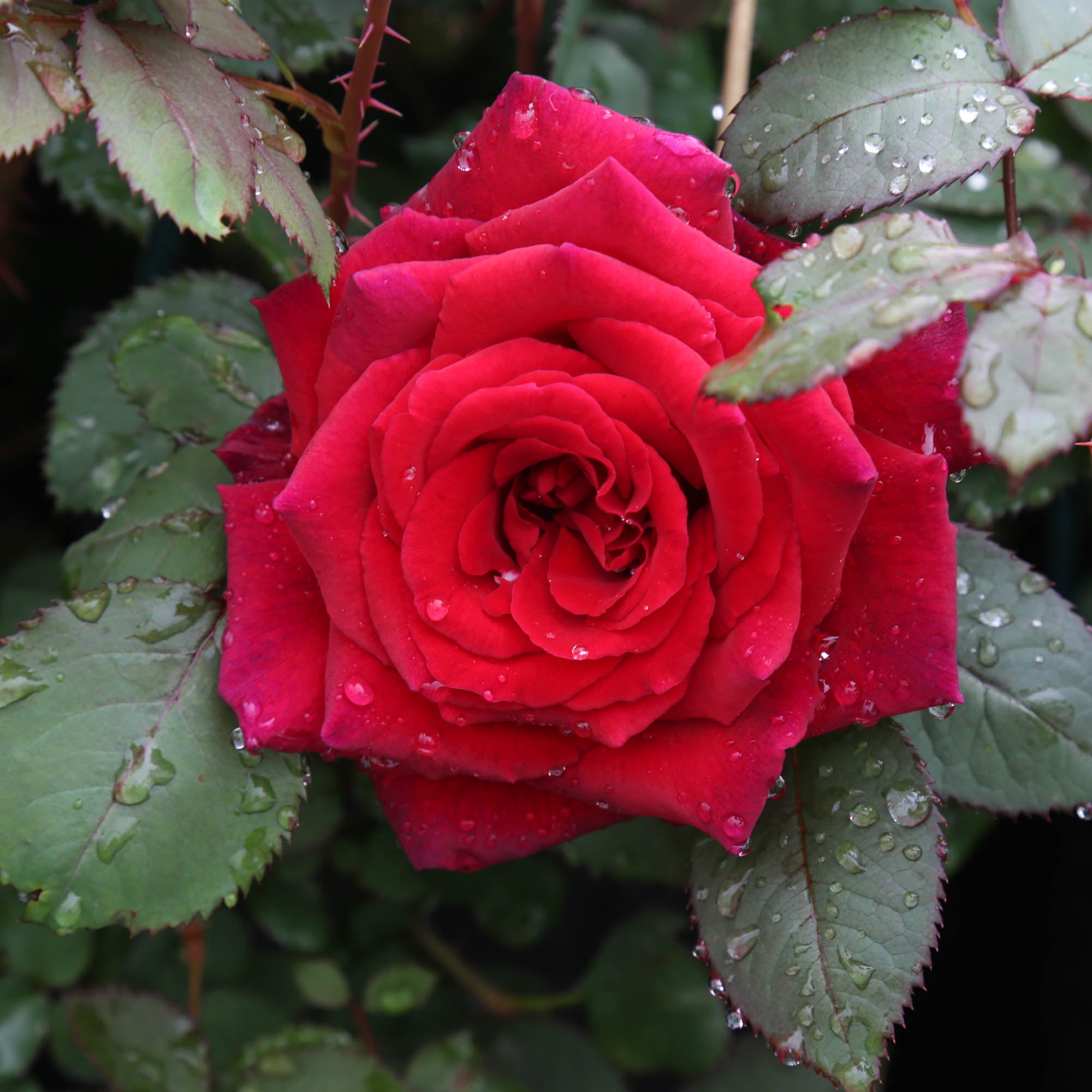 Velvet Fragrance
