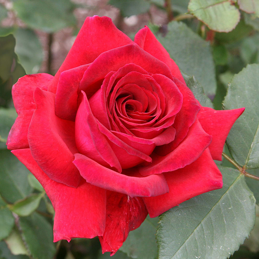 Velvet Fragrance