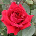 Velvet Fragrance