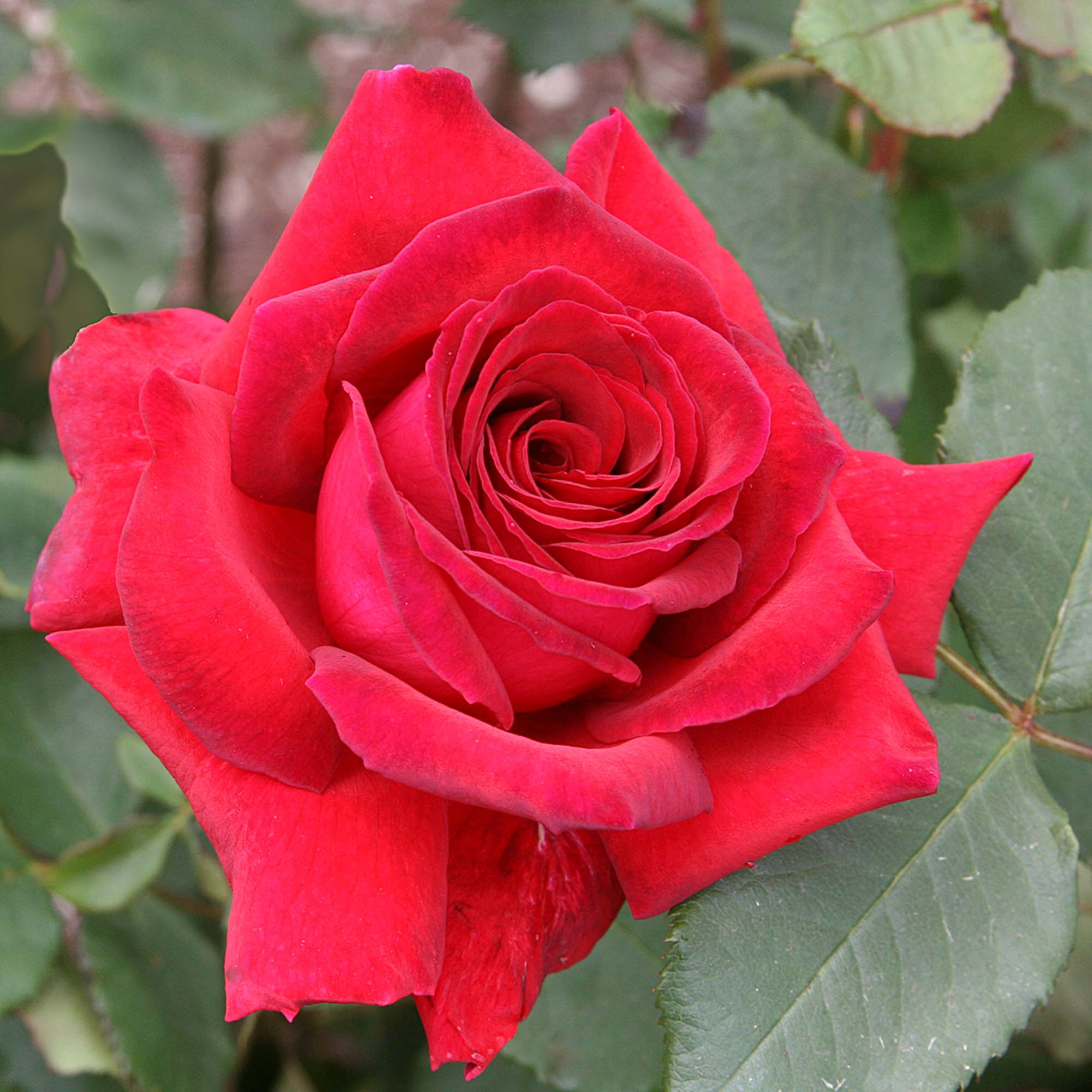 Velvet Fragrance