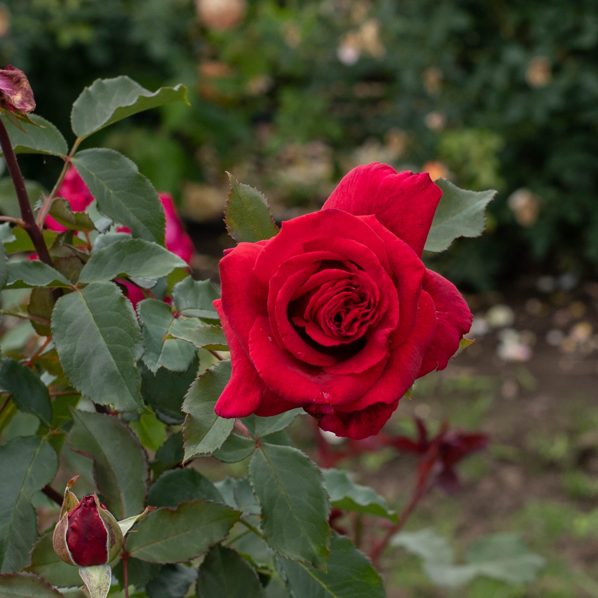 Velvet Fragrance