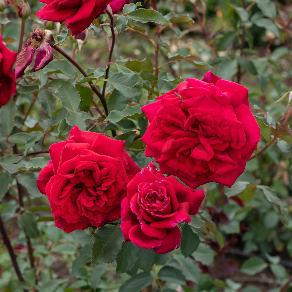Velvet Fragrance