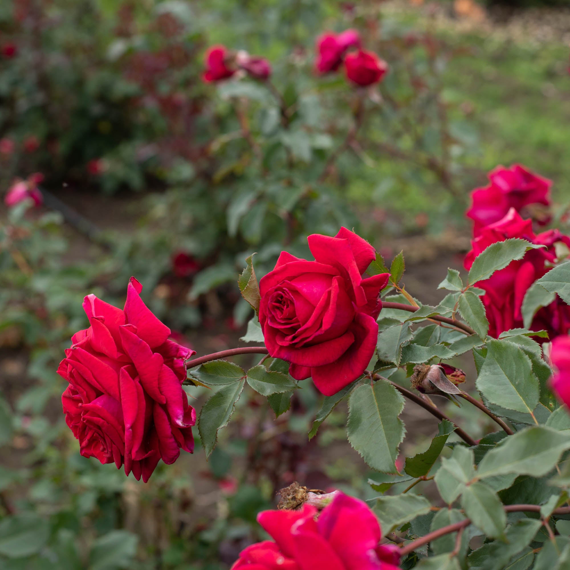 Velvet Fragrance