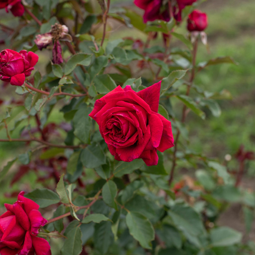Velvet Fragrance