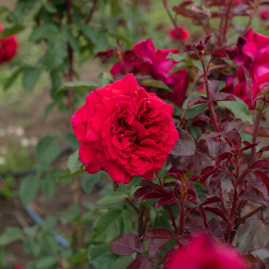 Velvet Fragrance