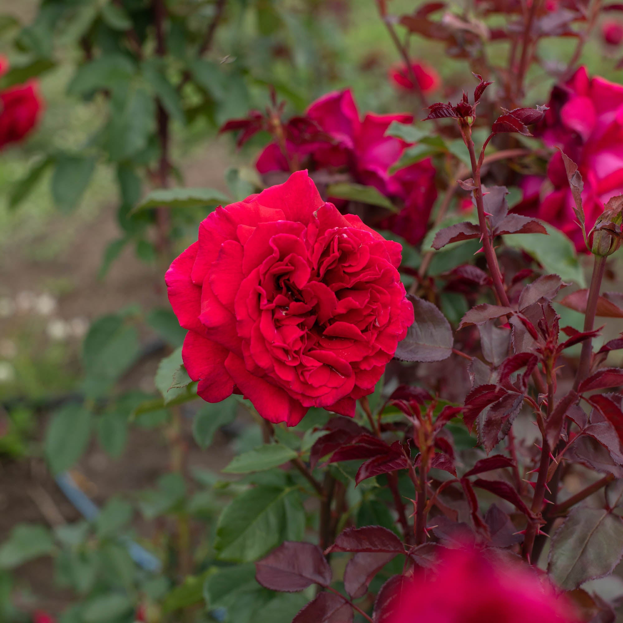 Velvet Fragrance