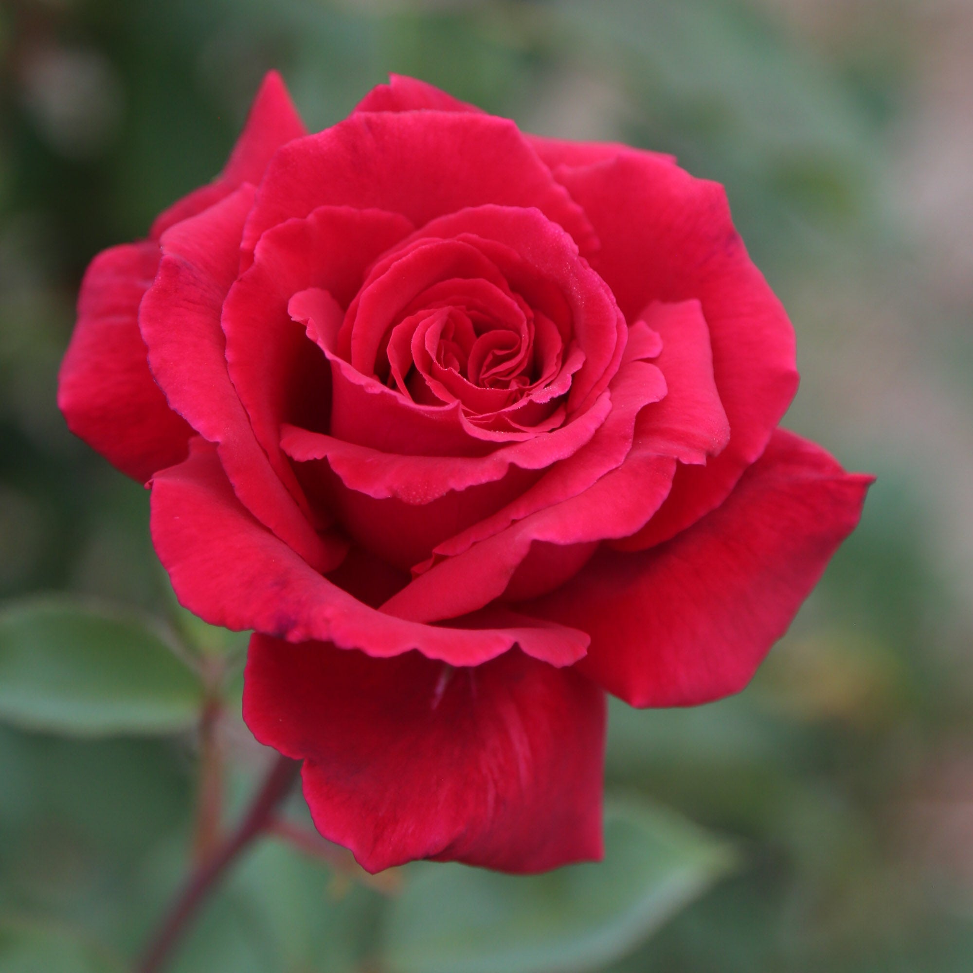 Velvet Fragrance