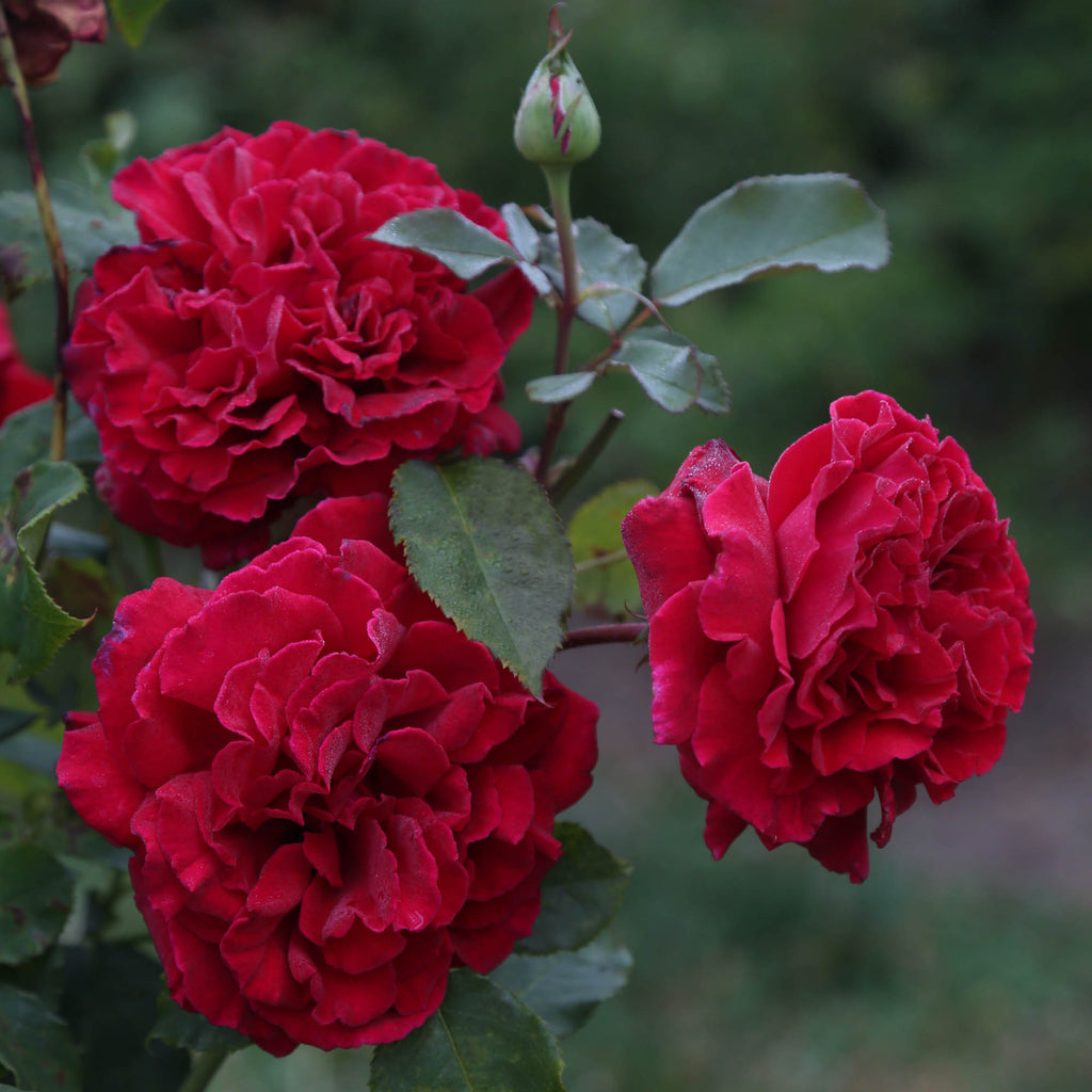 Velvet Fragrance